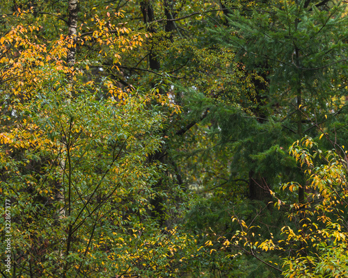 Early autumn forest with birches with yellow colored leaves.