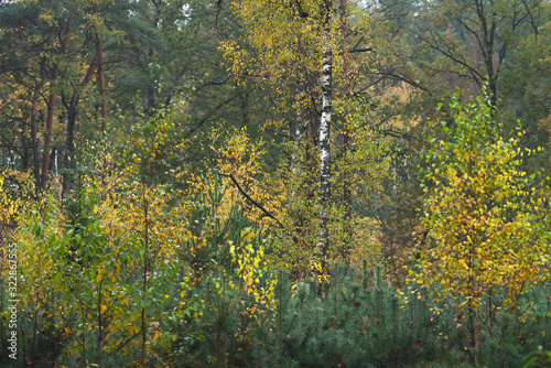 Woodland with yellow colored foliage during early fall.