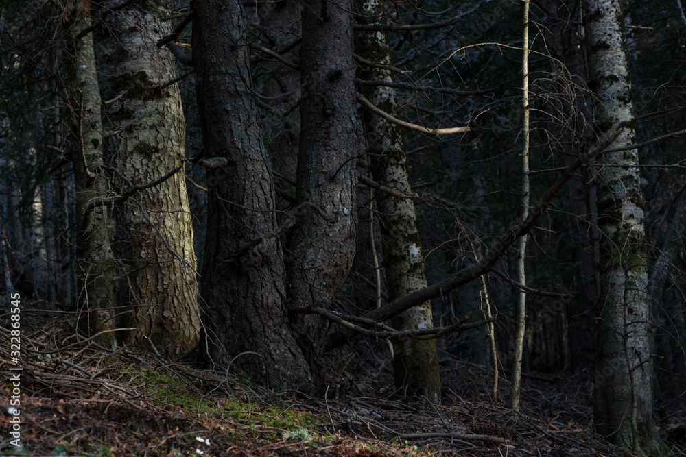 Obraz premium Shadows of light