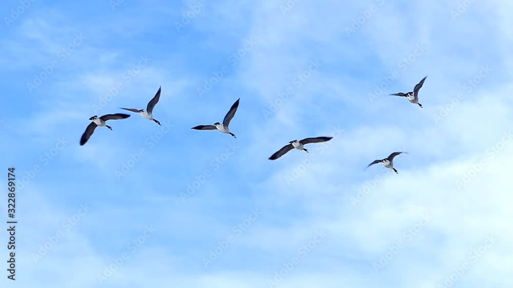 Beautiful Flock Of Canadian Geese Flying In Slow Motion. Beautiful Flock Of Canadian Geese Flying In Slow Motion.