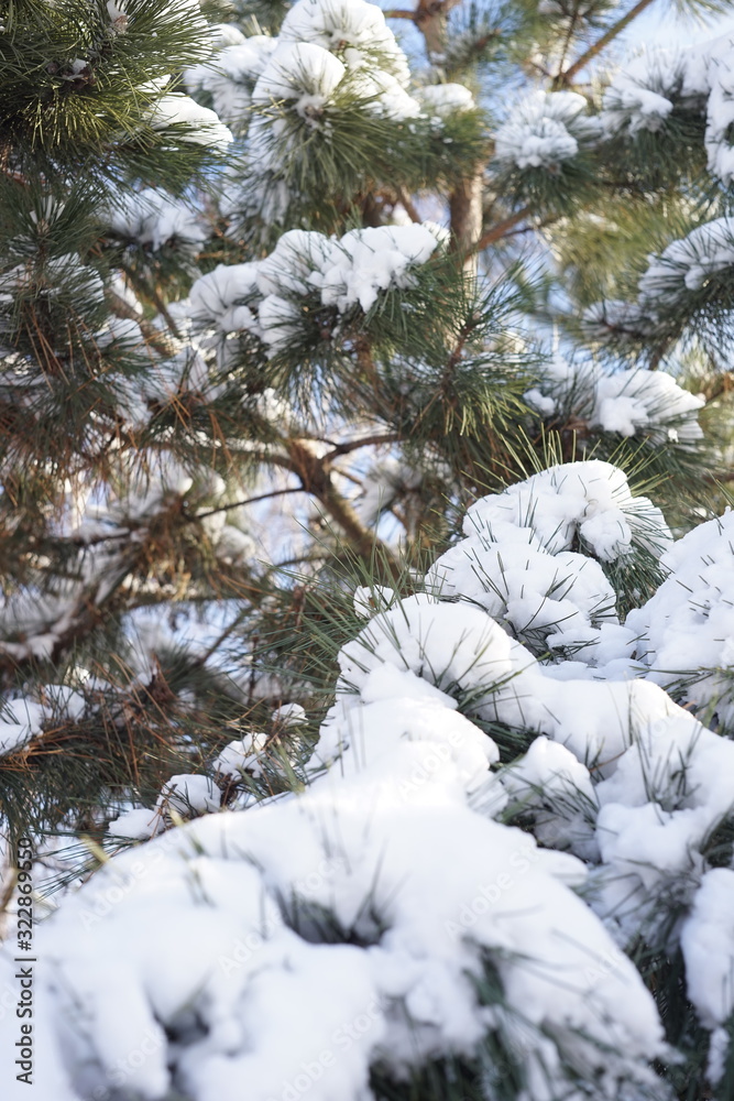 Pine tree in fluffy snow, closeup branches. Winter garden. Pine tree in fluffy snow, closeup branches. Winter garden.