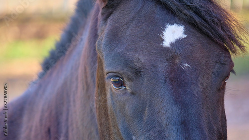 Portrait of a black horse with sad eyes