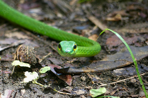 Giant parrot snake (Leptophis ahaetulla). A beautiful brightly green snake, thin and slender as a vine, that lives in Central and South America