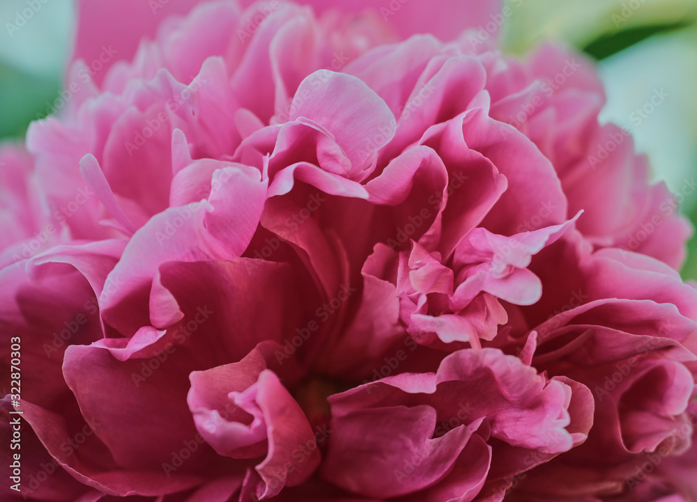 bright pink blooming peony flower