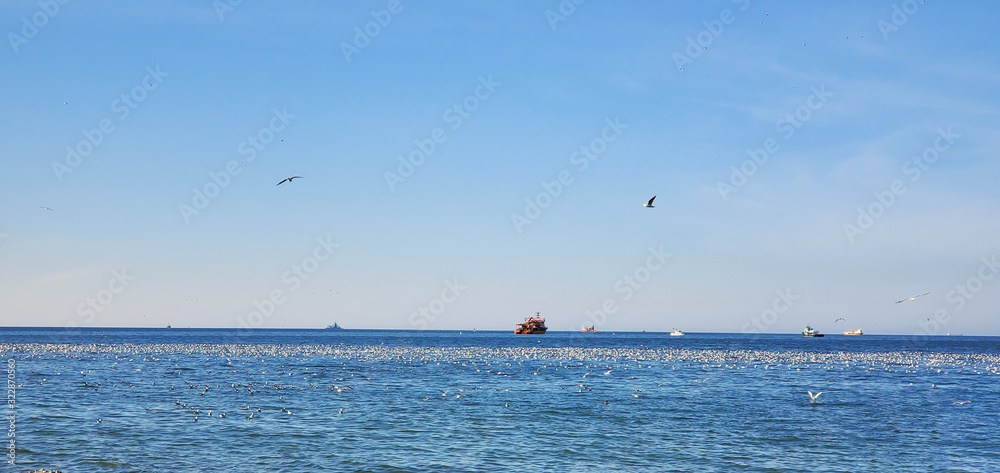 Seagulls on the beach. Adjara, Batumi, Georgia.