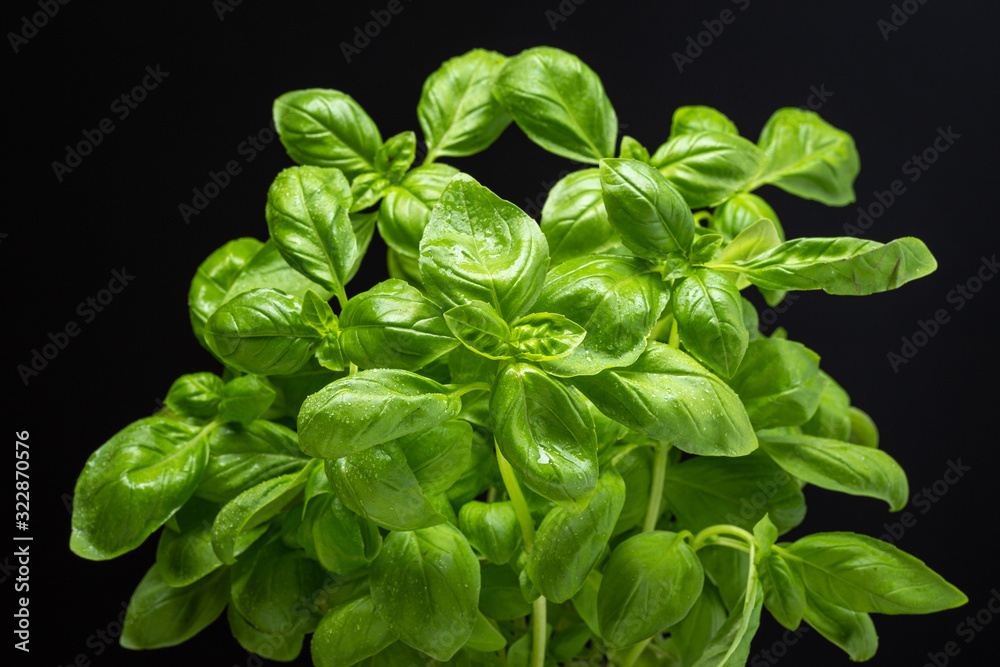 Fresh basil herb isolated on black background. Ocimum basilicum