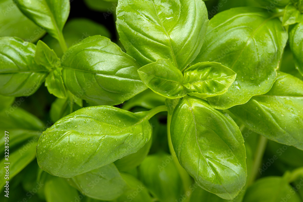 Fresh basil herb close up. Ocimum basilicum