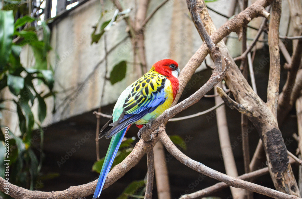 Obraz premium Parrot