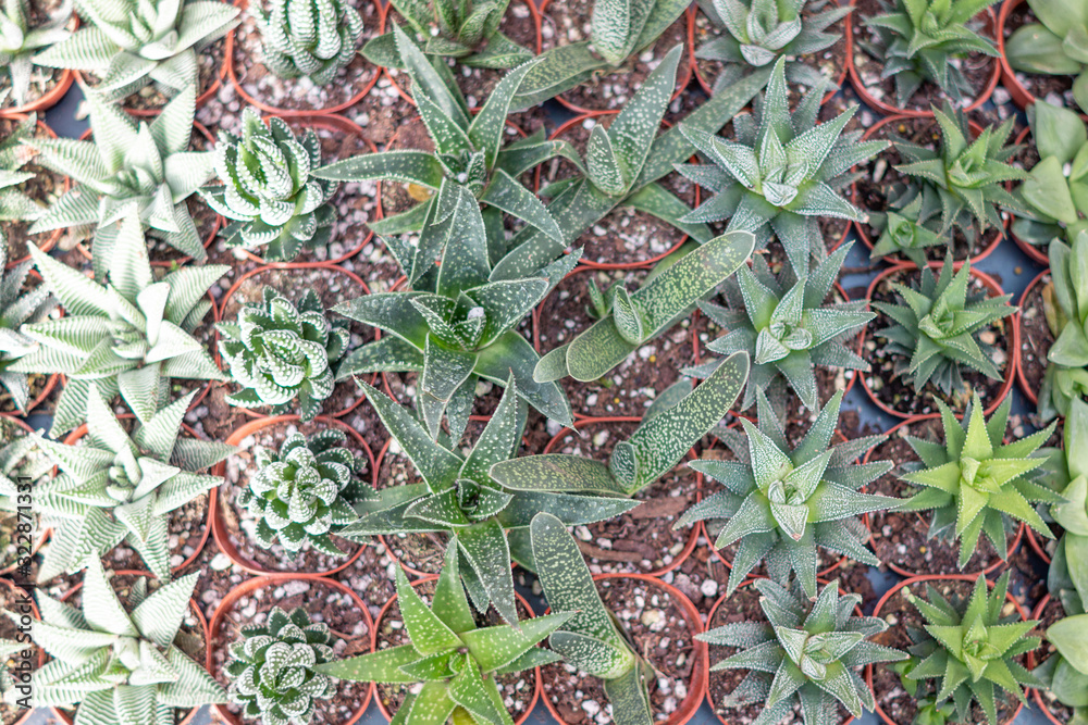 Fototapeta Succulents