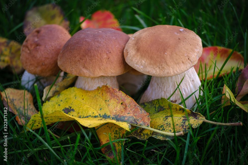 Beautiful penny bun with autumn leaves in green grass Beautiful penny bun with autumn leaves in green grass