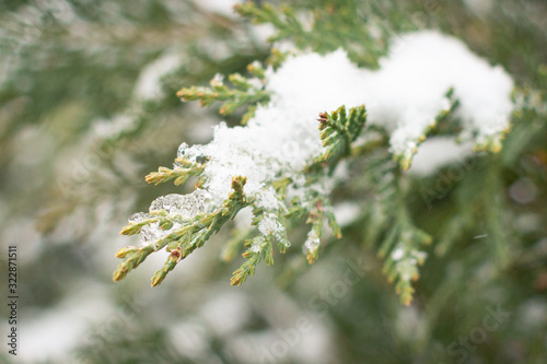 Snowy Conifers © Annora