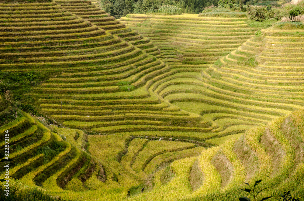 Cultivo de arroz en terrazas en los campos de Longsheng,  China 