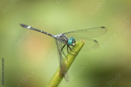 Selective focus of dragonfly on a leaf