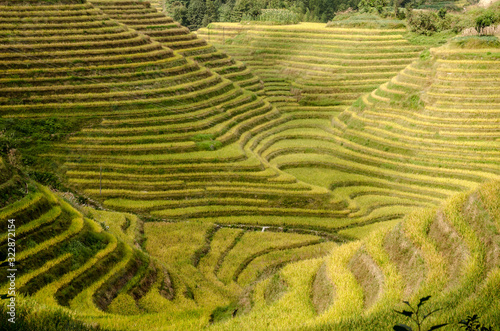 Cultivo de arroz en terrazas en los campos de Longsheng, China 