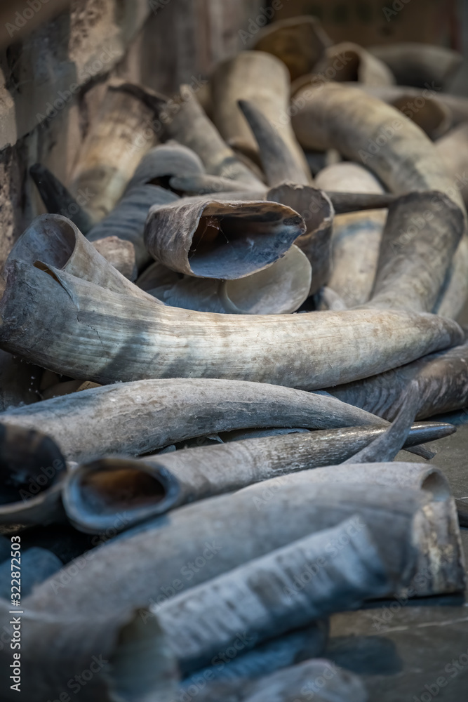 Tusks for sale in Old Town market in Feng Huang Tusks for sale in Old Town market in Feng Huang