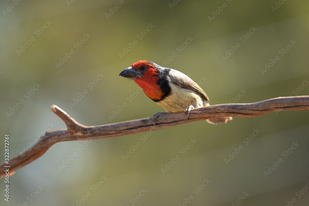 Black collared barbett in the wilderness Black collared barbett in the wilderness
