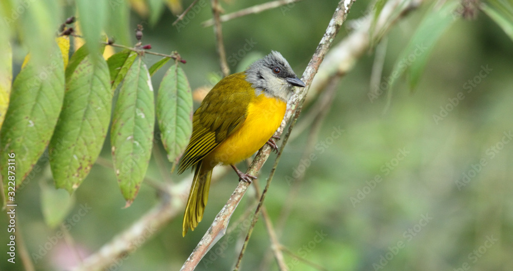Gray-Headed Tanager, Eucometis penicillata perched in the forest, Venezuela Gray-Headed Tanager, Eucometis penicillata perched in the forest, Venezuela