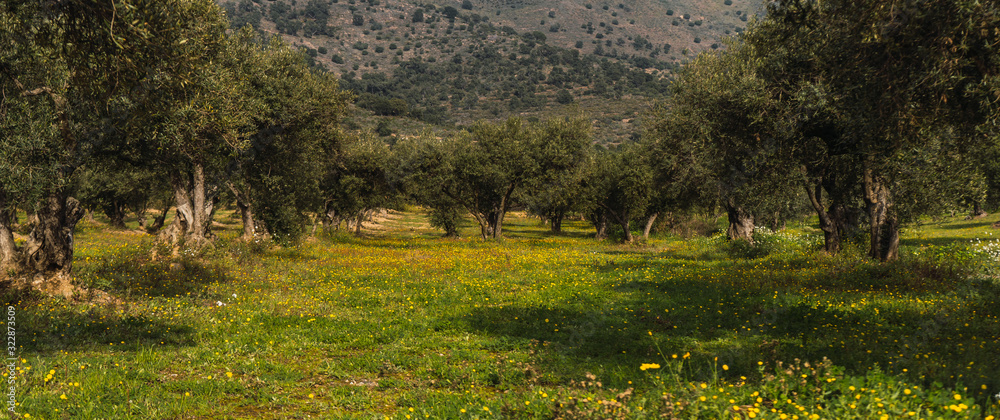 Fototapeta premium Quiet mountain landscape with green olive fields