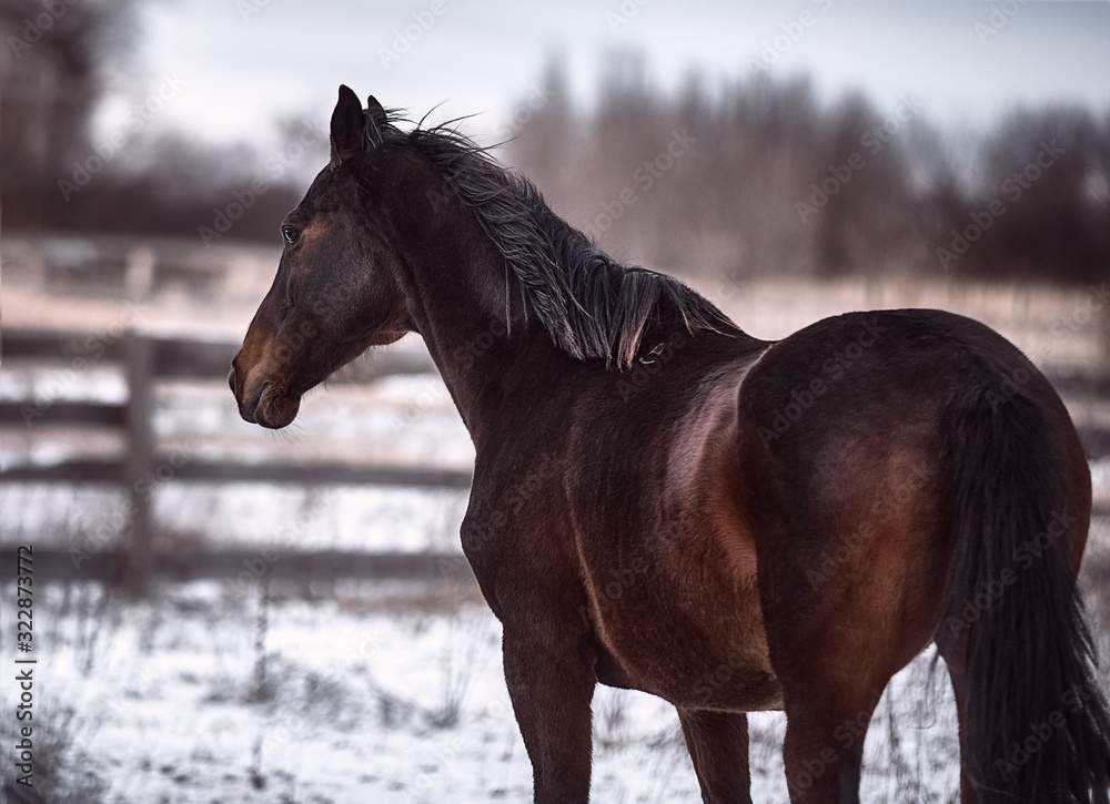 Bay horse posing in the snow in winter Bay horse posing in the snow in winter