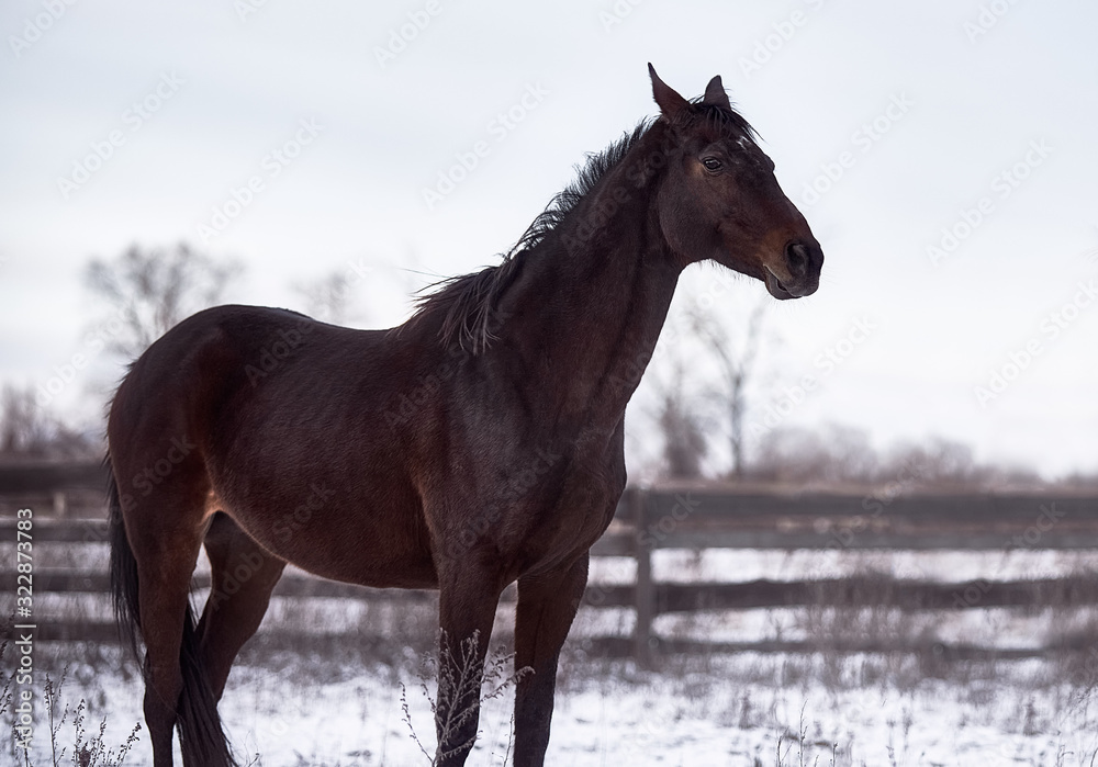 Bay horse posing in the snow in winter Bay horse posing in the snow in winter
