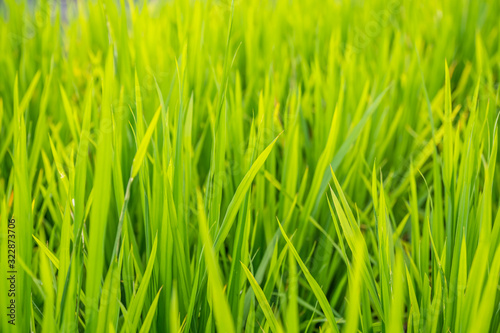 Close up of a growing rice