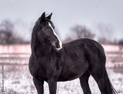 Beautiful portraits of a black horse in winter on the snow © Елизавета Мяловская