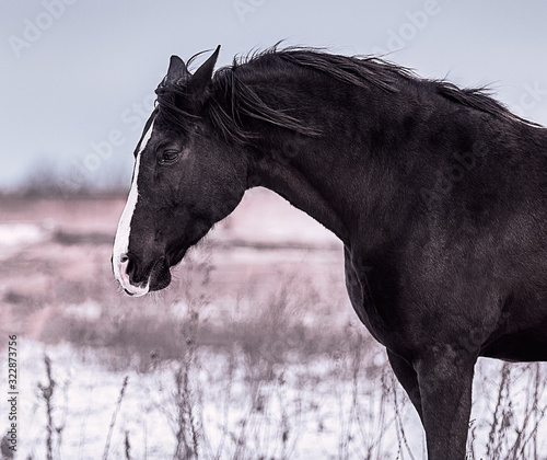 Beautiful portraits of a black horse in winter on the snow