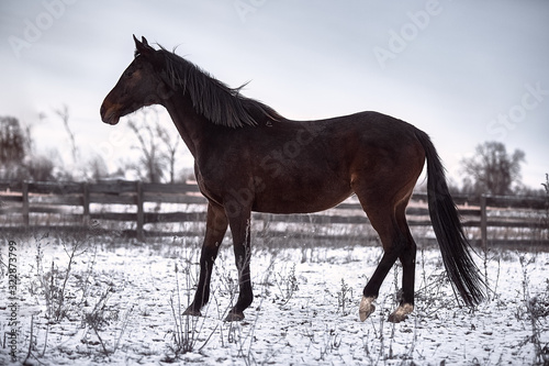 Bay horse posing in the snow in winter © Елизавета Мяловская