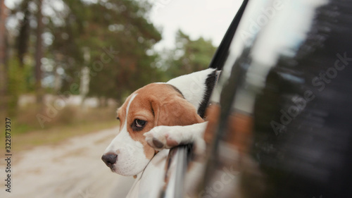 Portrait beagle dog riding a car and putting head out of window and watching outside look around fun suburb travel looking nature vacation cute animal pet fresh trip vehicle enjoy adorable slow motion