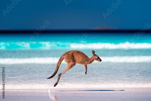 Kangaroo hopping / jumping mid air on sand near the surf on the beach at Lucky Bay, Cape Le Grand National Park, Esperance, Western Australia