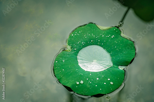 Large droplet of water inside big lotus leaf photo