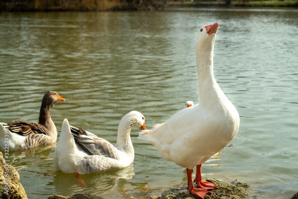 Obraz premium Curious white goose, come out of the lake to strut on the rock, near its congeners kept in the water
