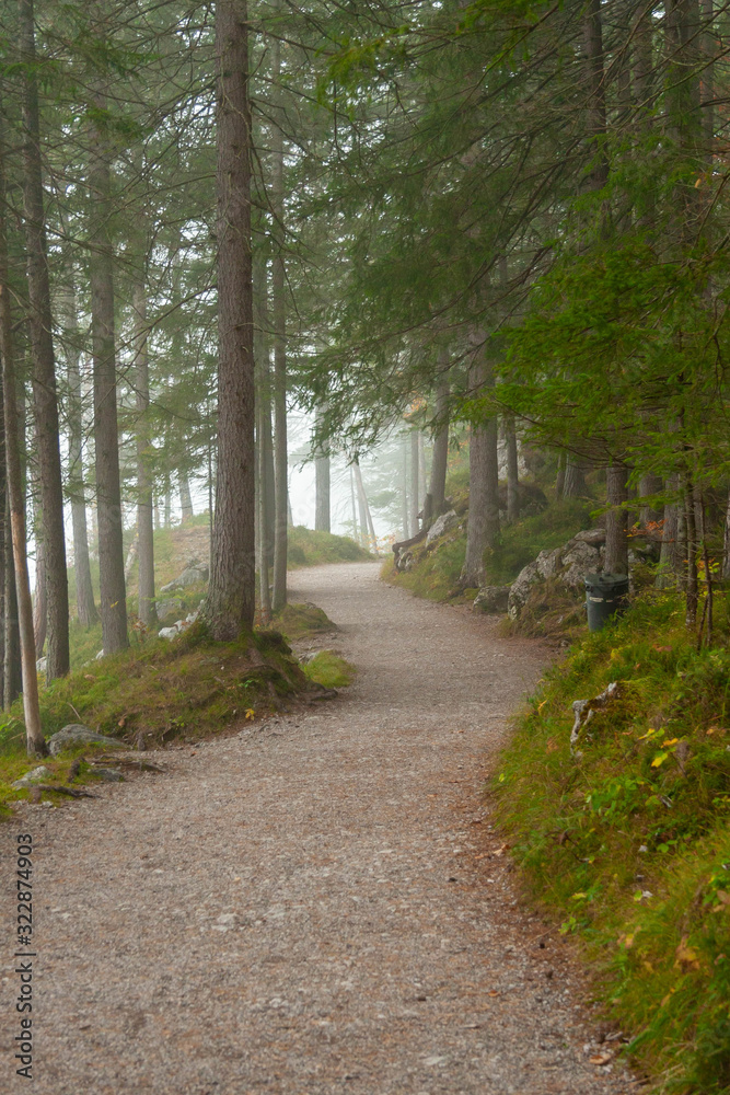 A foot path through a forest in Bavarian Alps A foot path through a forest in Bavarian Alps