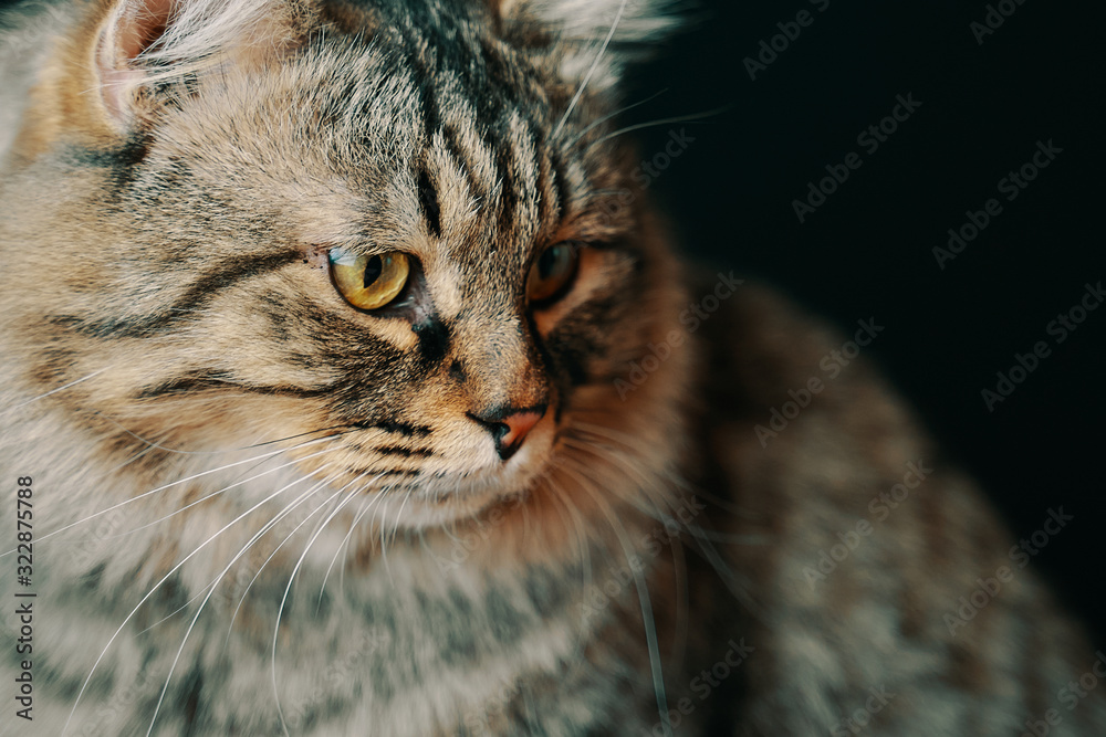 Striped fluffy cat. Portrait of brown fluffy cat with attentive closeup look. Striped fluffy cat. Portrait of brown fluffy cat with attentive closeup look.