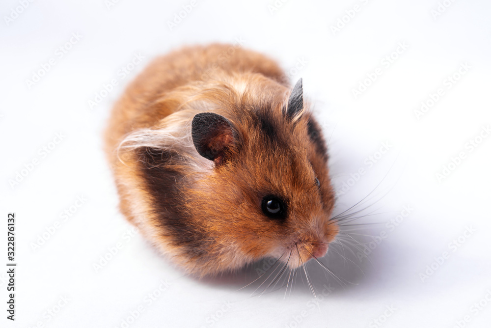 Funny Syrian hamster on a white background Funny Syrian hamster on a white background