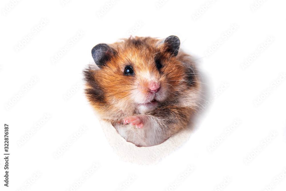 Syrian hamster peeps through a hole in paper Syrian hamster peeps through a hole in paper