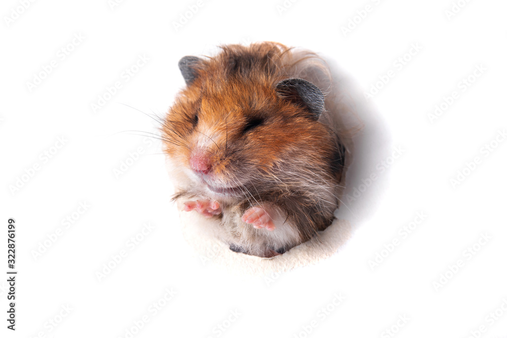 Syrian hamster peeps through a hole in paper Syrian hamster peeps through a hole in paper