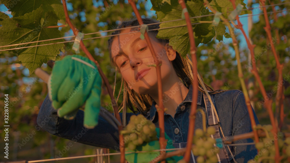 Portrait young farmer woman stand look at camera smile hold harvest basket with grapest on the vineyard lovely sunny autumn day agriculture farm industry vine field grow hands worker slow motion Portrait young farmer woman stand look at camera smile hold harvest basket with grapest on the vineyard lovely sunny autumn day agriculture farm industry vine field grow hands worker slow motion