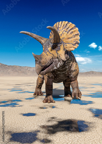 Fototapeta Naklejka Na Ścianę i Meble -  triceratops on the desert walking after rain