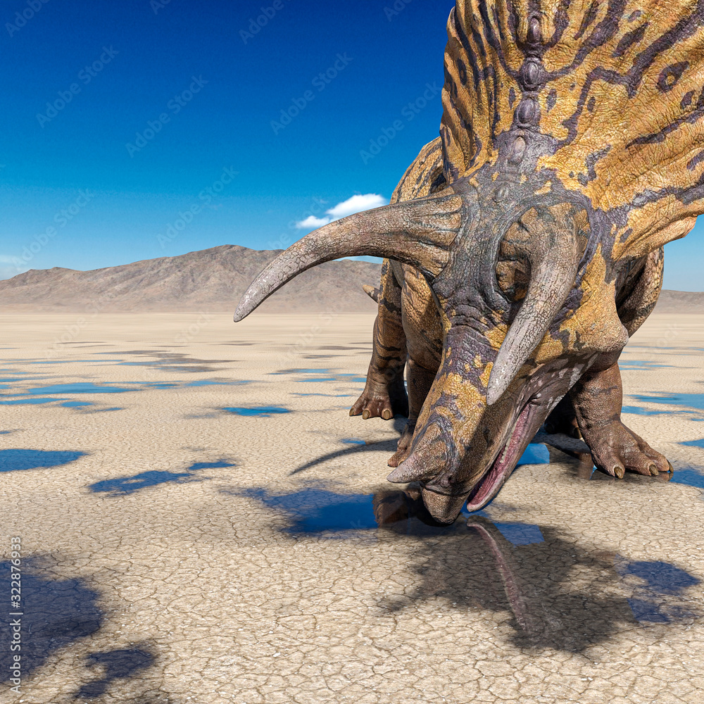 Fototapeta premium triceratops is drinking some water on the desert after rain