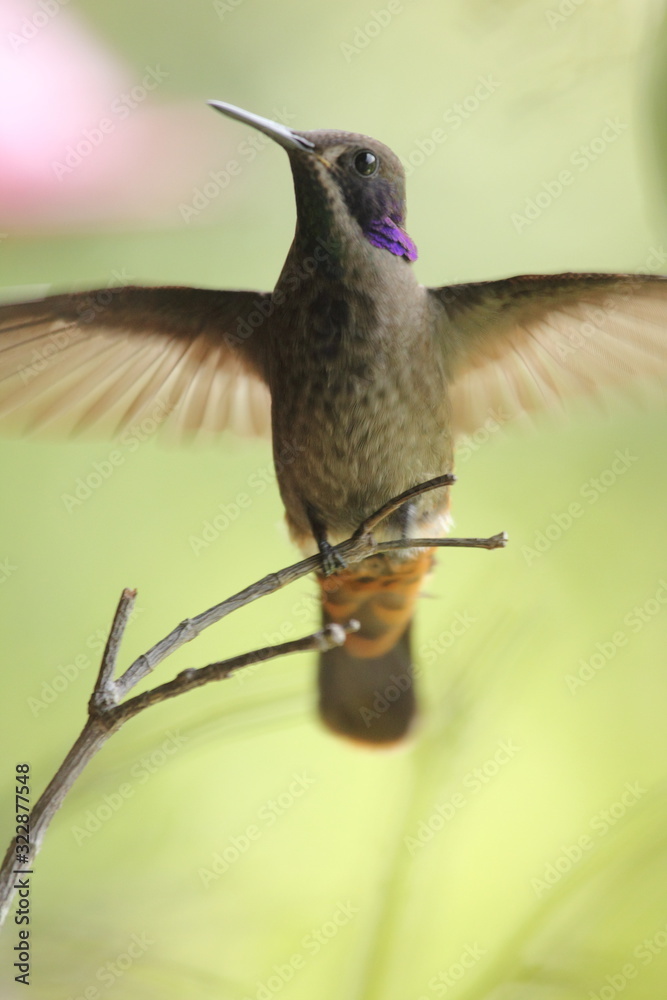 Fototapeta premium Gorgeous Brown Violetear Colibrí delphinae hummingbird taking off in the rainforest 