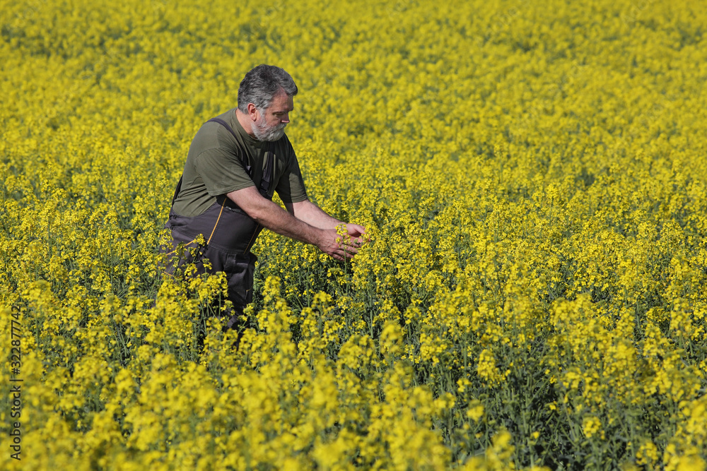 Agriculture, farmer examining rapeseed plants in field