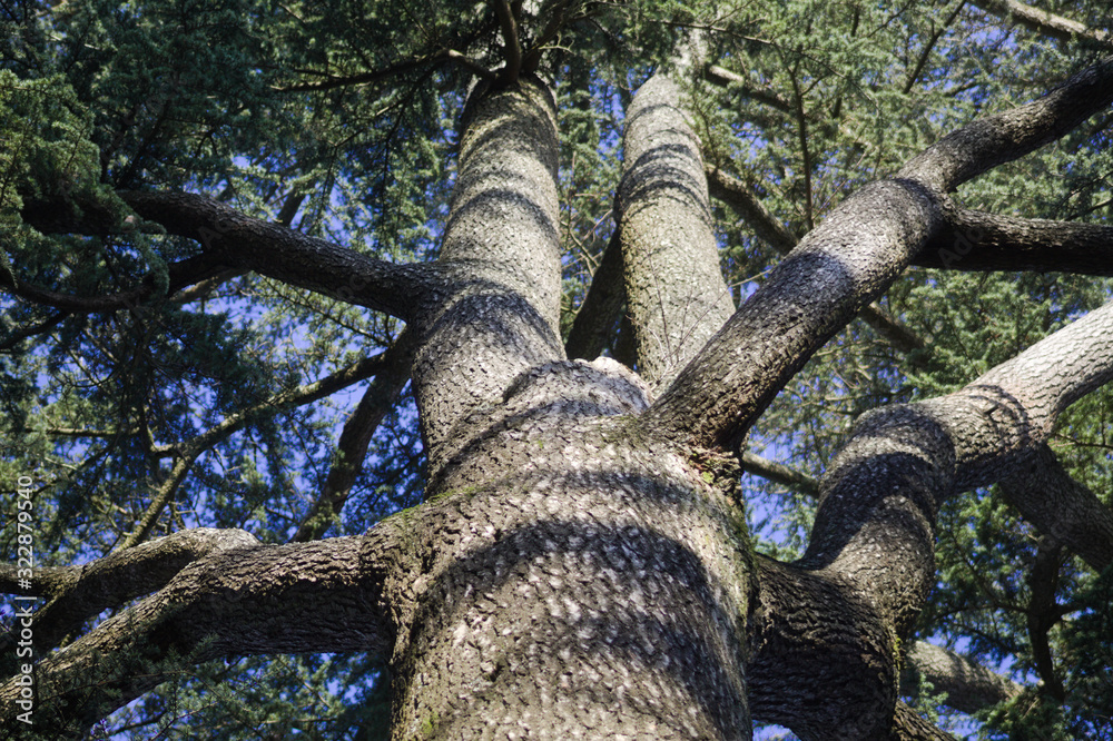 Fototapeta premium tree trunk