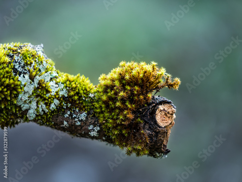 Φωτογραφία Moss and Lichen on an old branch