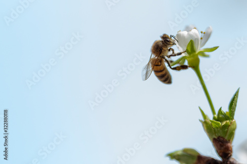 A bee on spring tree flowers