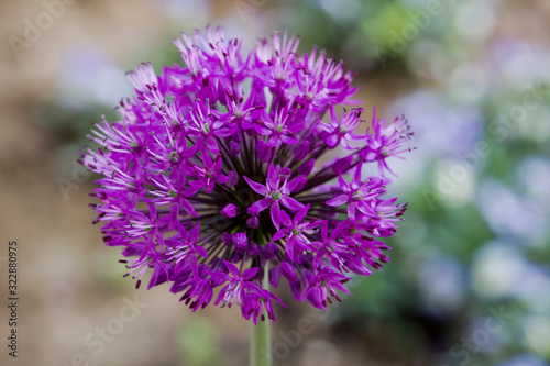 Close-up of a beautiful purple blooming allium flower