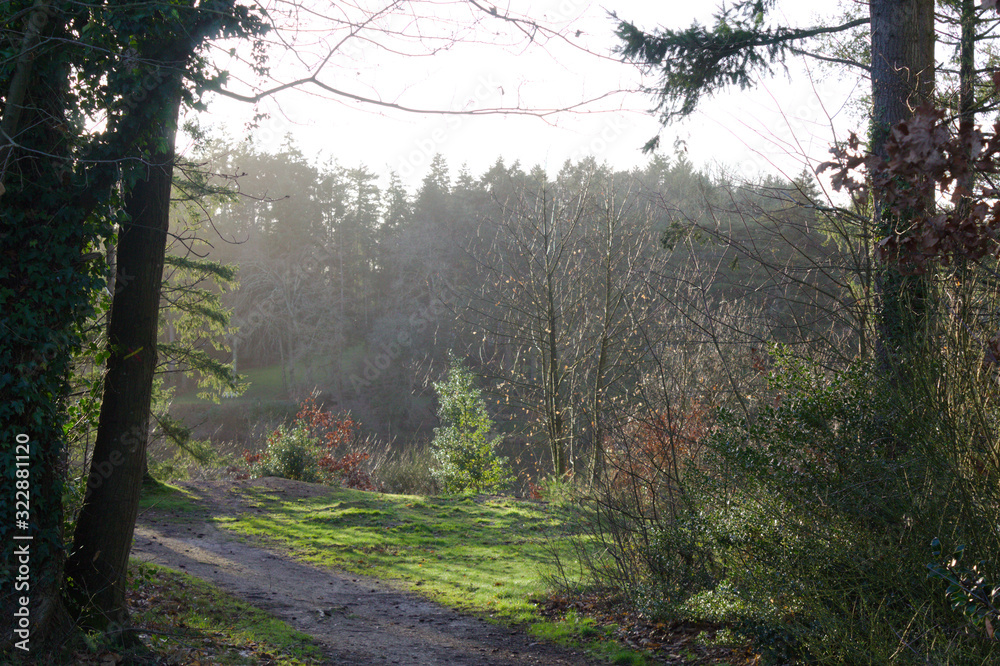 Obraz premium trees in the forest