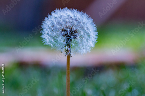 dandelion on background of green grass