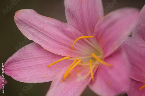 Amazing details of structure with stigma  petals  filaments and anther in clear detail flower Zephyranthes rosea flowers blooming after a heavy rain