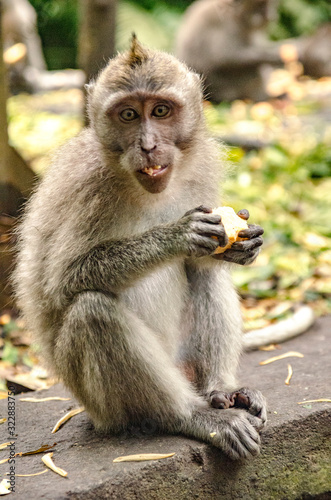 Monos del monkey forest de Ubud  Bali